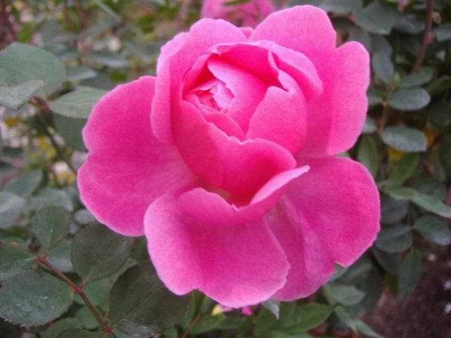 ジョンクレア　6号スリット　ER　芽接ぎ苗　イングリッシュローズ