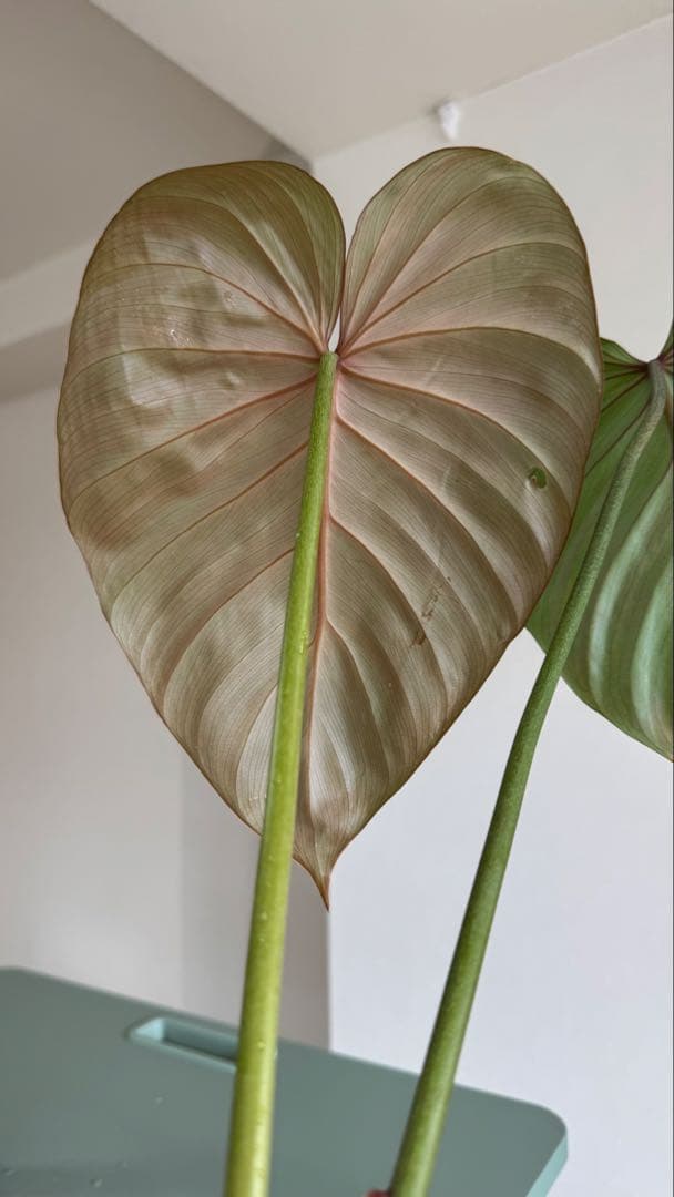 株の高さ50cm安心の大株‼︎Philodendron Pink Glory