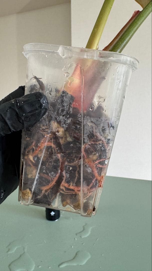 株の高さ50cm安心の大株‼︎Philodendron Pink Glory