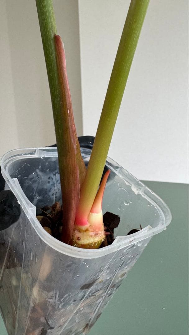 株の高さ50cm安心の大株‼︎Philodendron Pink Glory