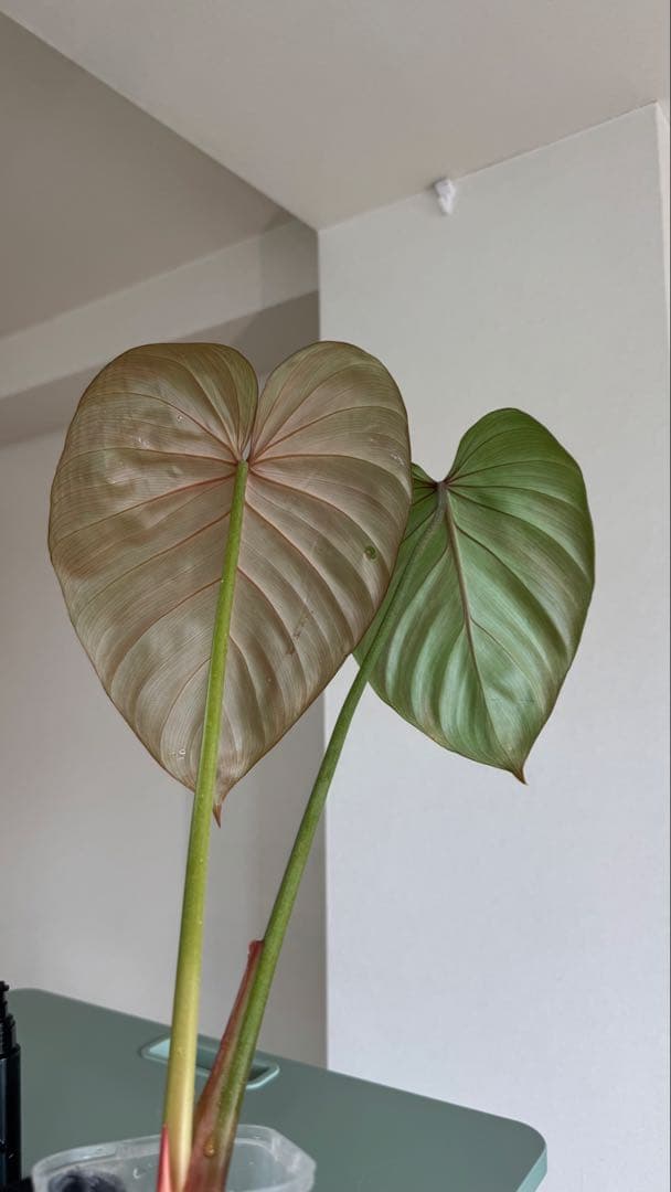 株の高さ50cm安心の大株‼︎Philodendron Pink Glory