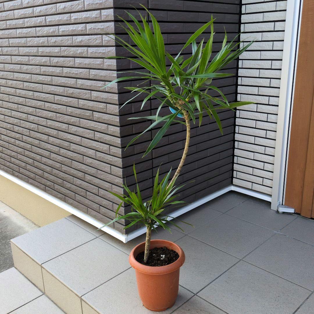 観葉植物 ドラセナ ナビー ７号鉢