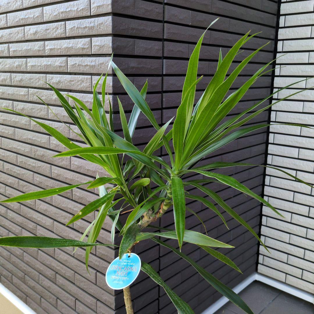 観葉植物 ドラセナ ナビー ７号鉢