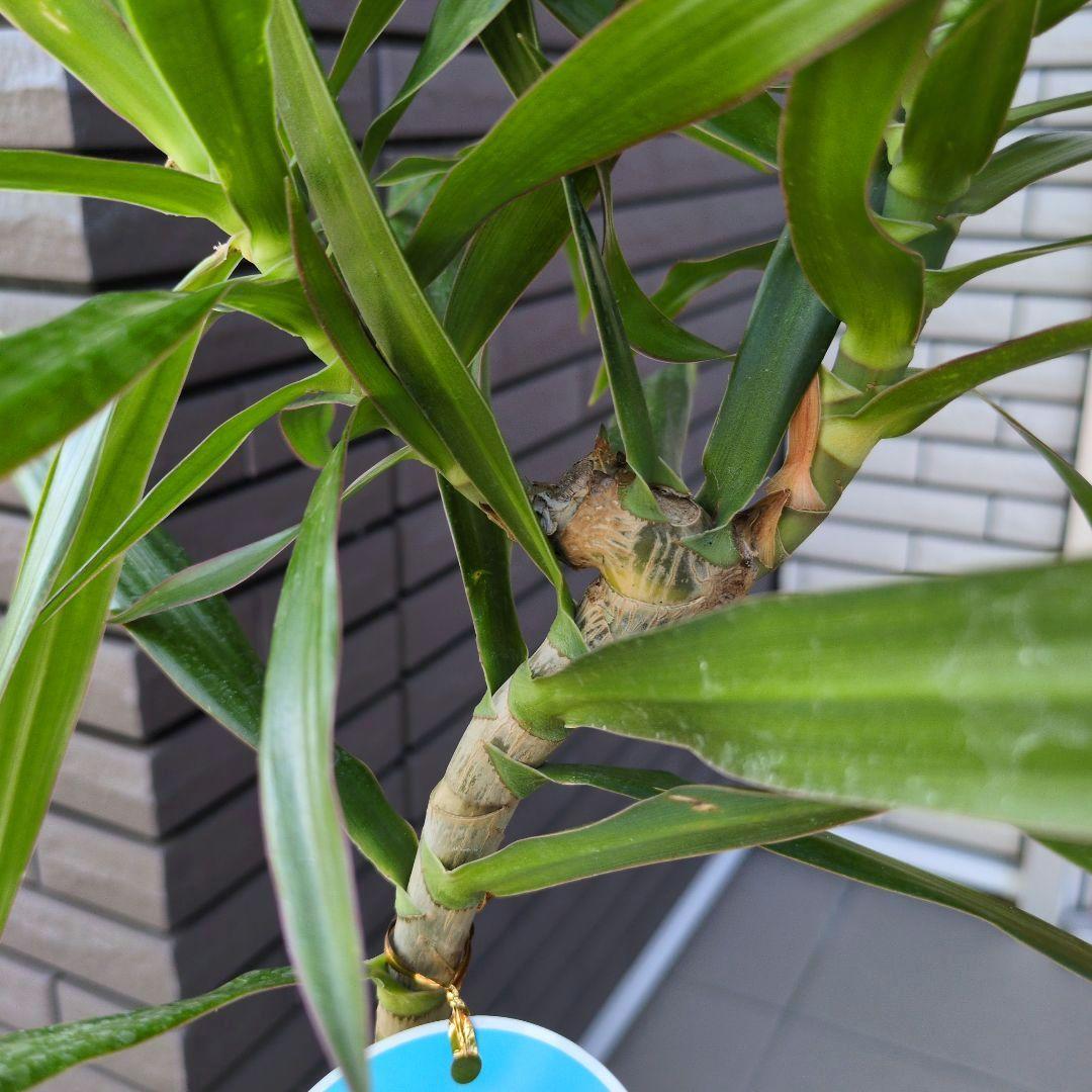 観葉植物 ドラセナ ナビー ７号鉢
