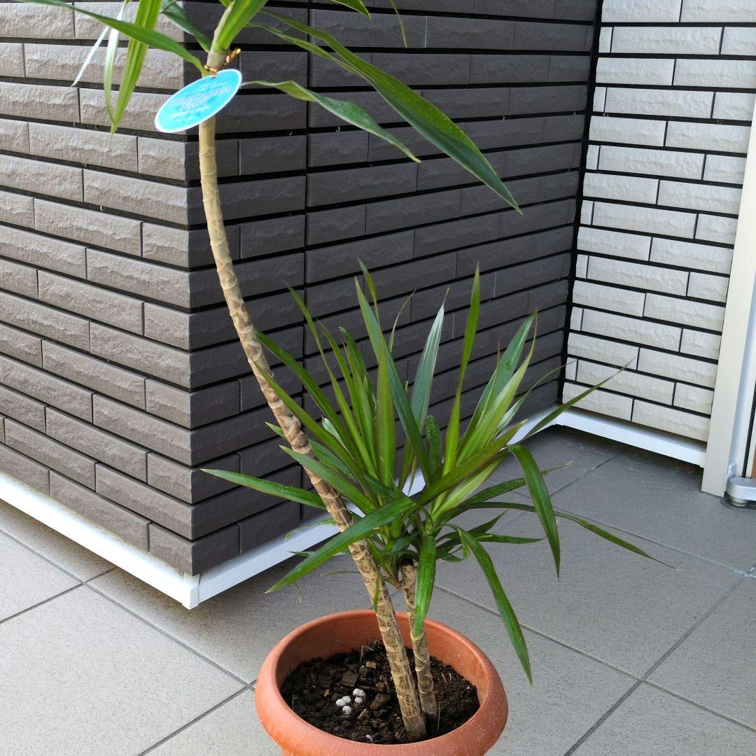観葉植物 ドラセナ ナビー ７号鉢