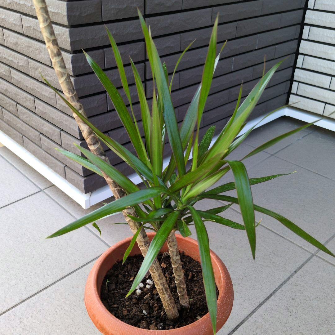 観葉植物 ドラセナ ナビー ７号鉢