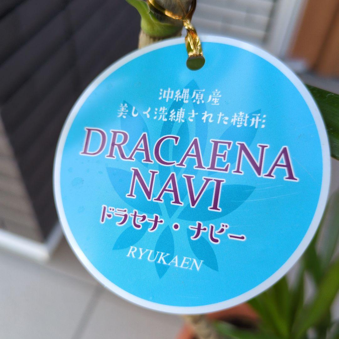 観葉植物 ドラセナ ナビー ７号鉢