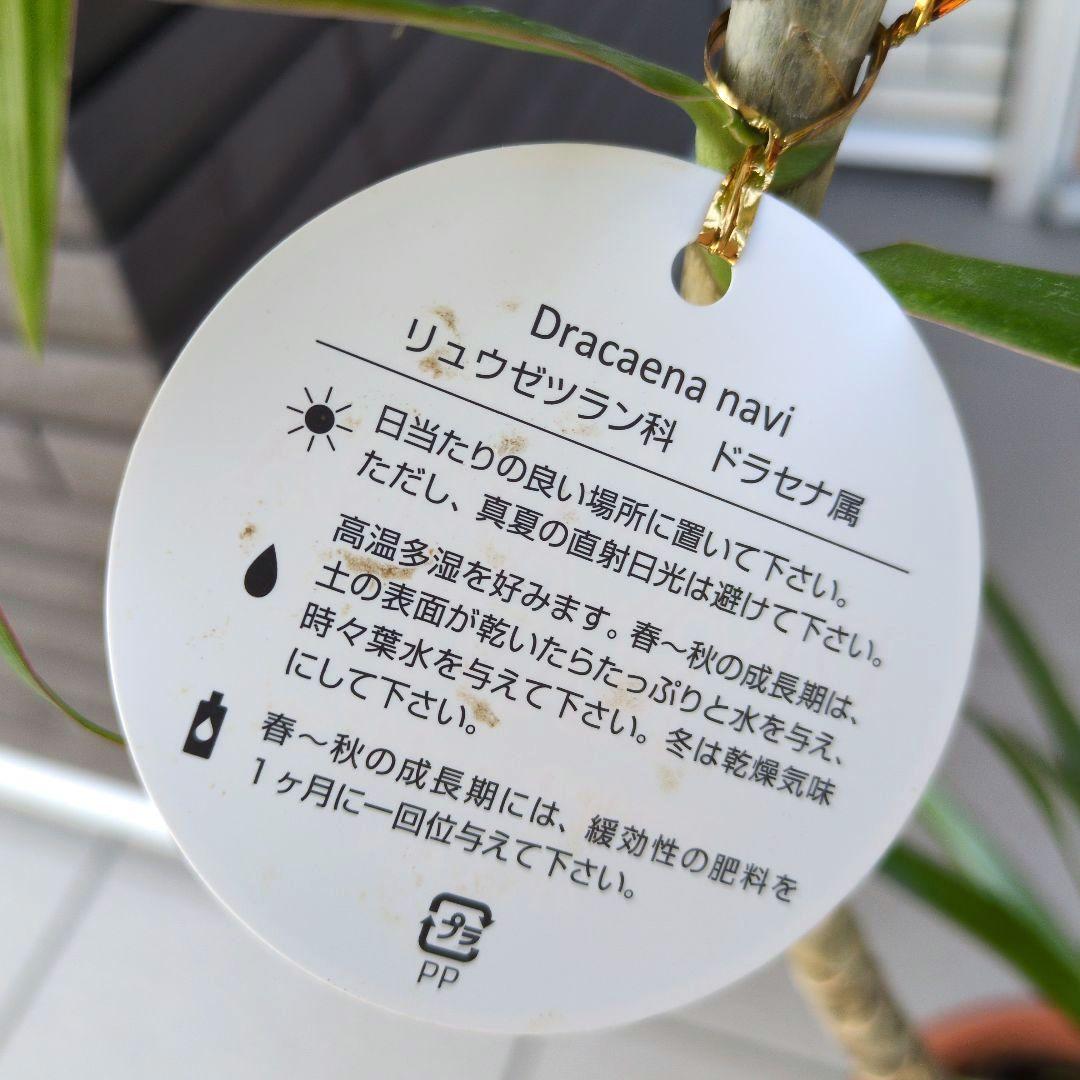 観葉植物 ドラセナ ナビー ７号鉢