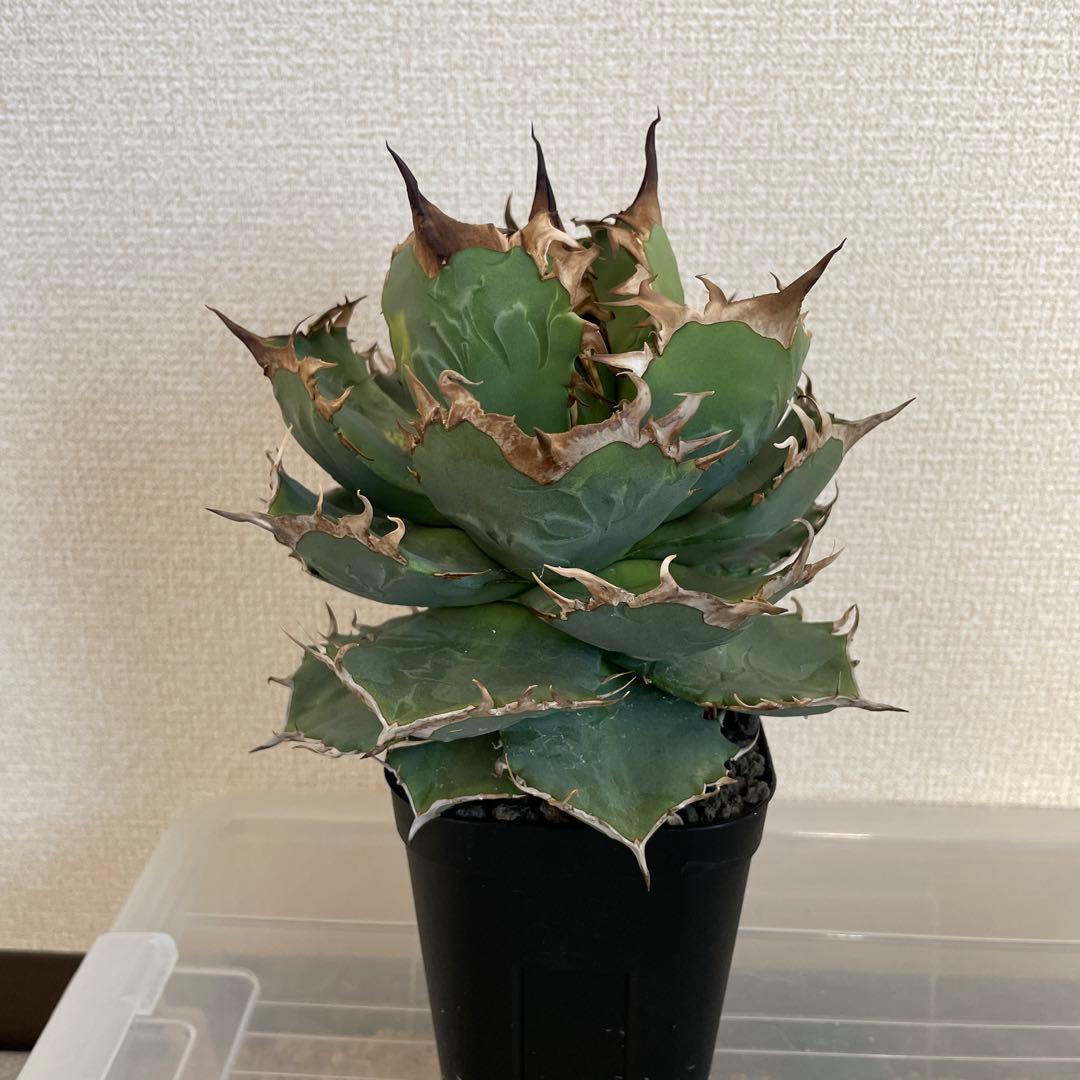 アガベ チタノタ ドワーフ