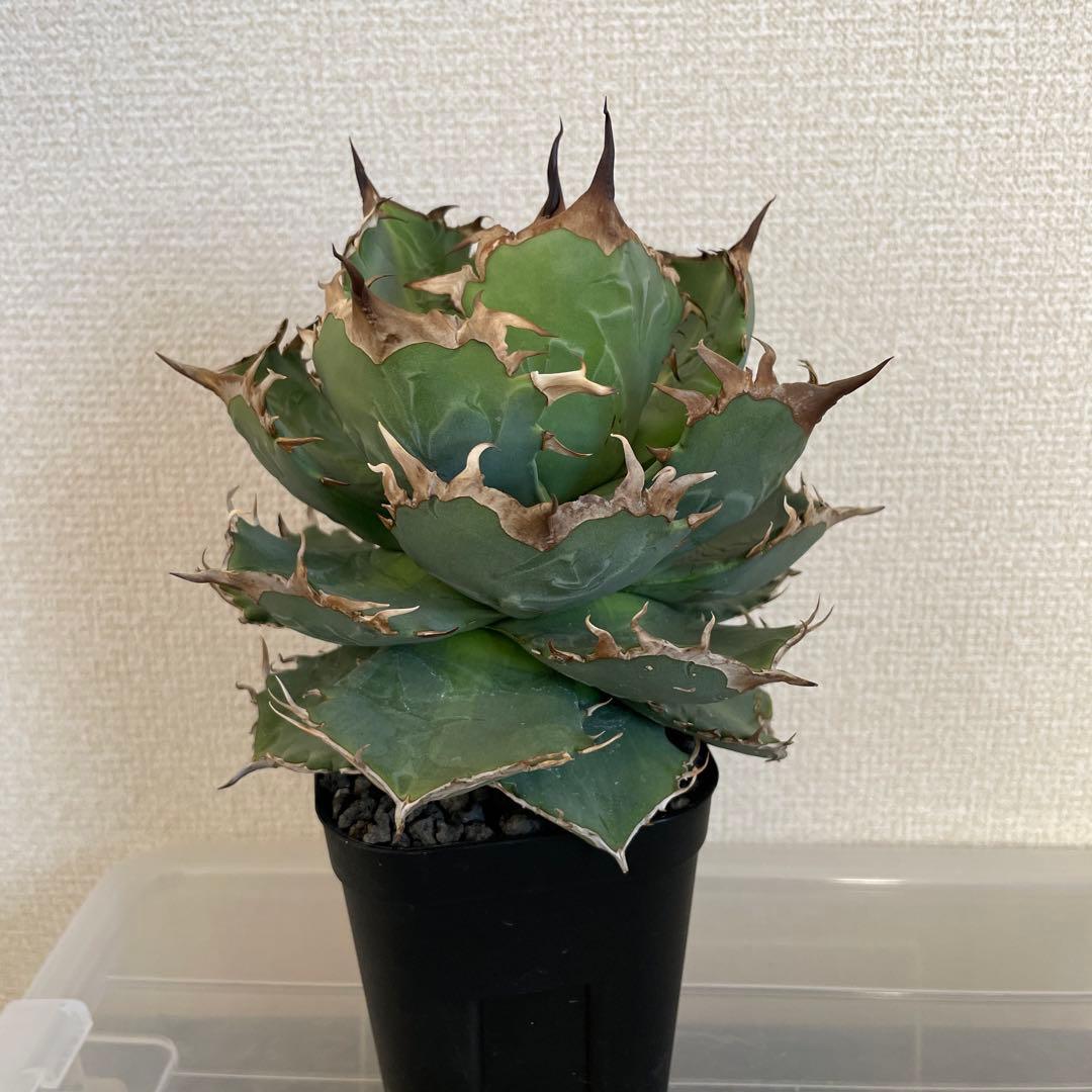 アガベ チタノタ ドワーフ