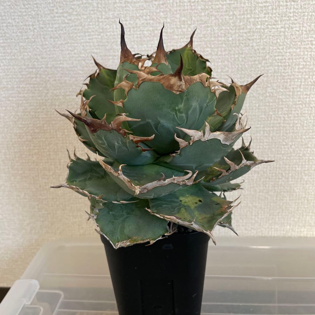 アガベ チタノタ ドワーフ