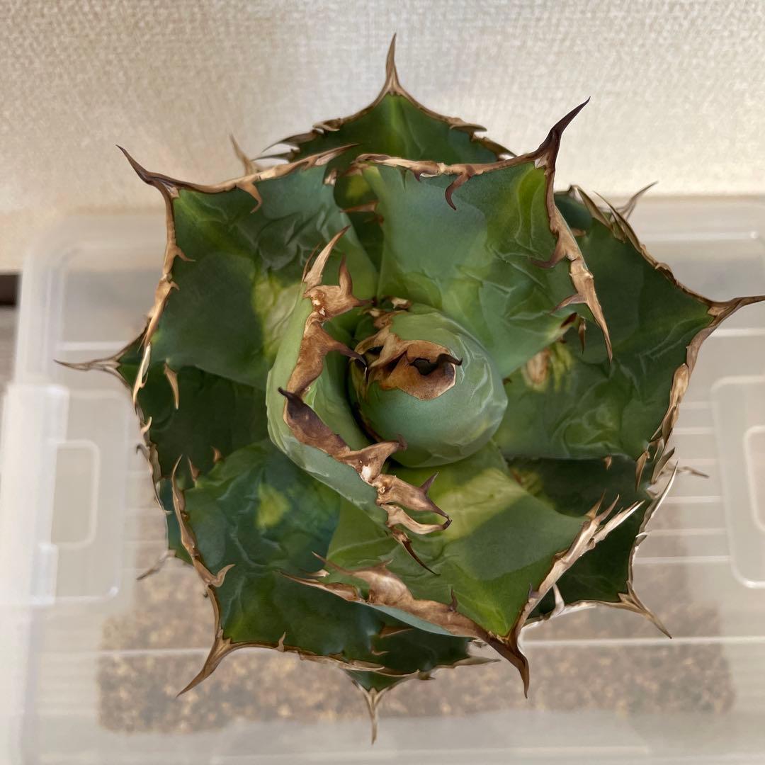 アガベ チタノタ ドワーフ