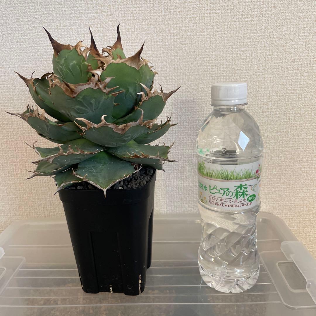 アガベ チタノタ ドワーフ