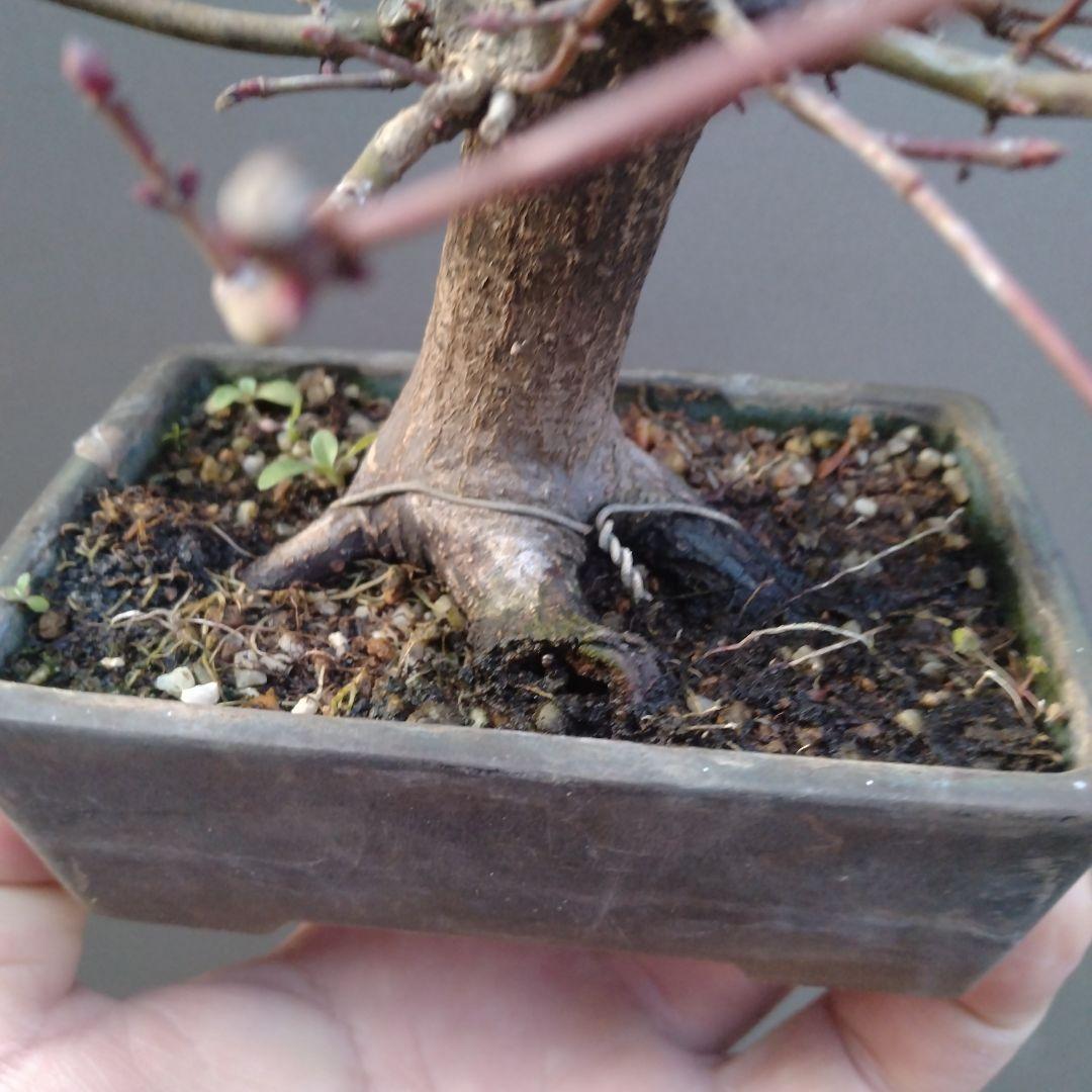 山モミジ盆栽、根張りが良い小品盆栽