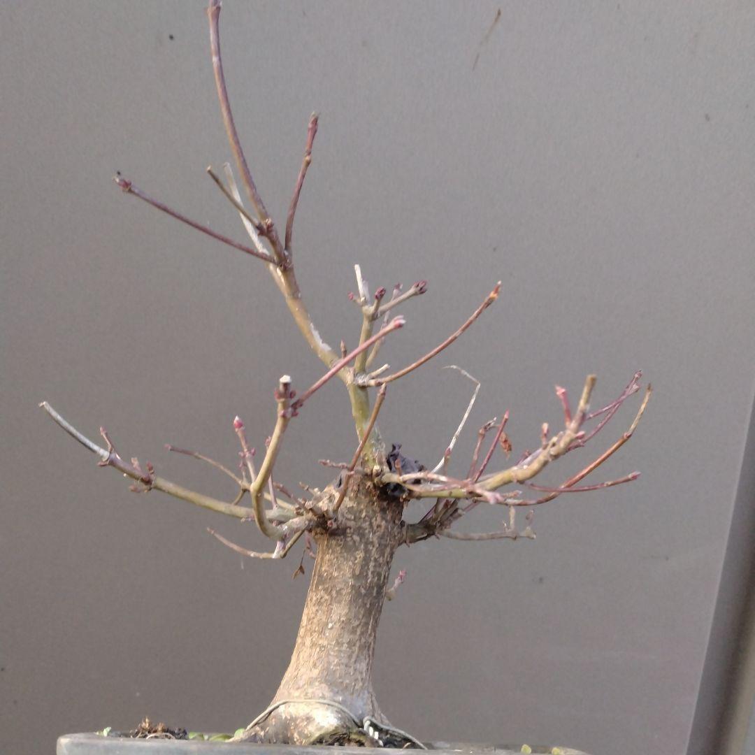 山モミジ盆栽、根張りが良い小品盆栽