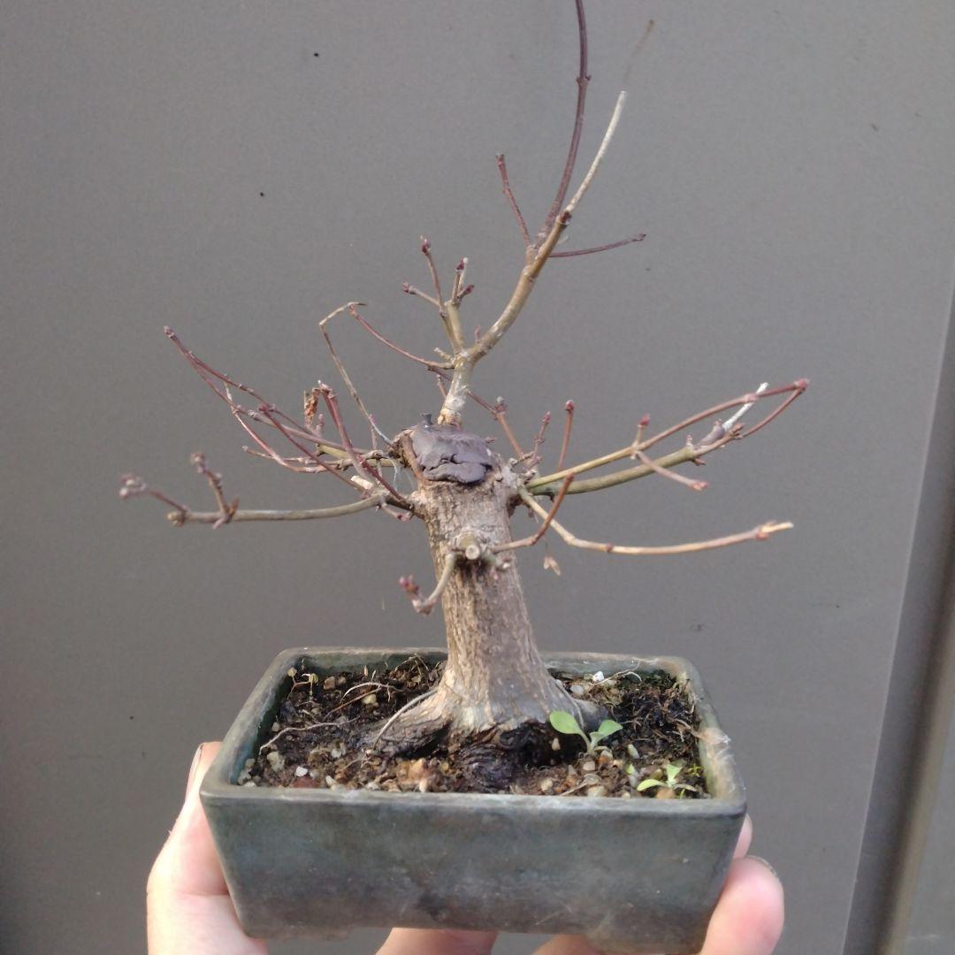 山モミジ盆栽、根張りが良い小品盆栽