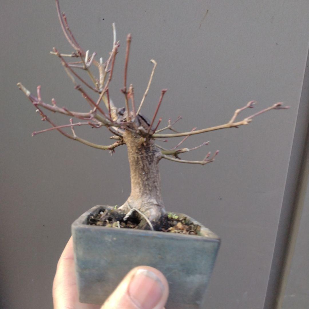 山モミジ盆栽、根張りが良い小品盆栽