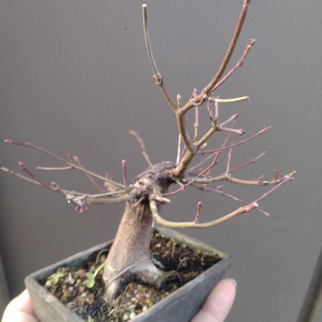 山モミジ盆栽、根張りが良い小品盆栽