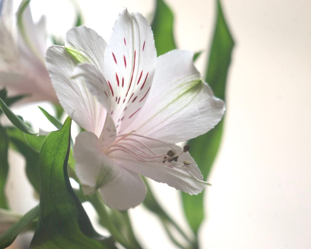 Voigtlander Voigtar 7.5cm f/6.3 銘レンズ