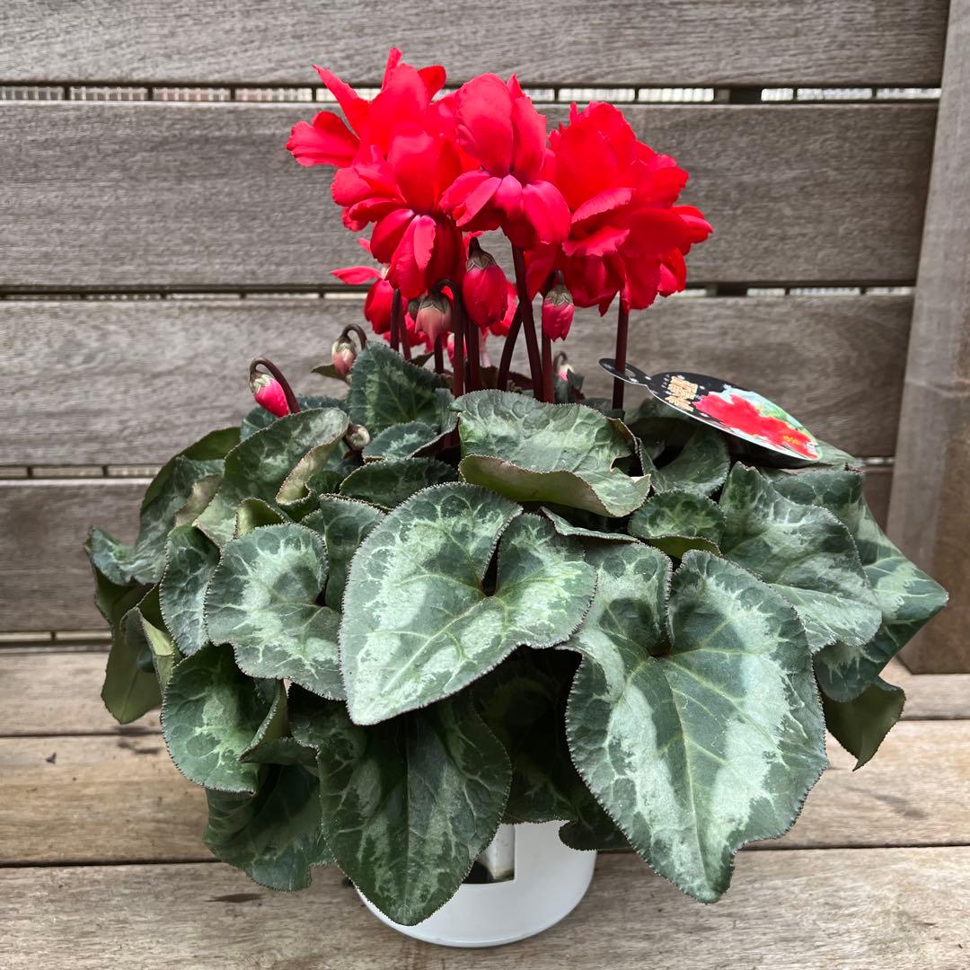 希少　シクラメン　万重咲き　赤い彗星　６号　底面給水　蕾多数　これから開花株