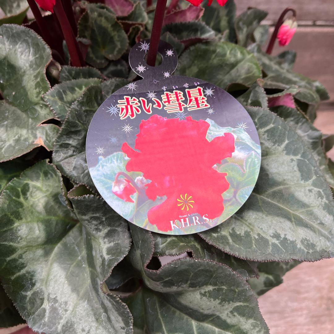 希少　シクラメン　万重咲き　赤い彗星　６号　底面給水　蕾多数　これから開花株