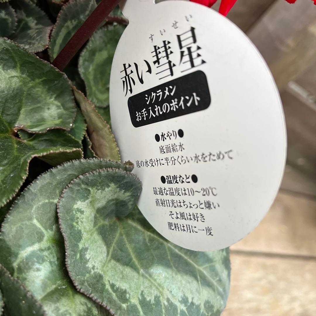 希少　シクラメン　万重咲き　赤い彗星　６号　底面給水　蕾多数　これから開花株