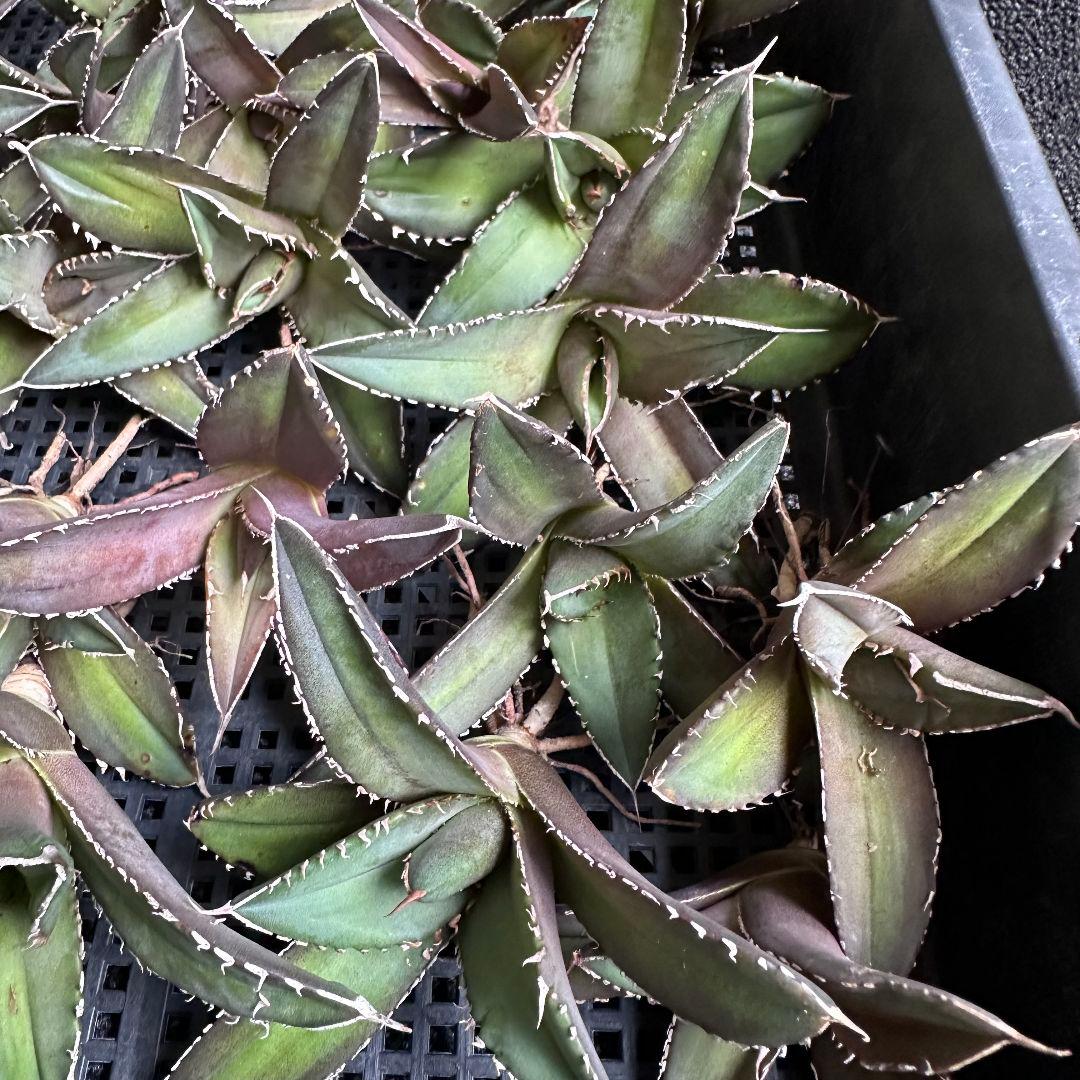 b*u様 2046アガベ チタノタ 海王 極上株 強棘 狂棘 白棘 25株同梱