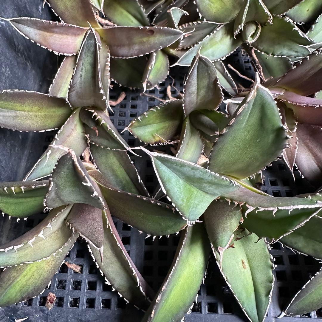 b*u様 2046アガベ チタノタ 海王 極上株 強棘 狂棘 白棘 25株同梱