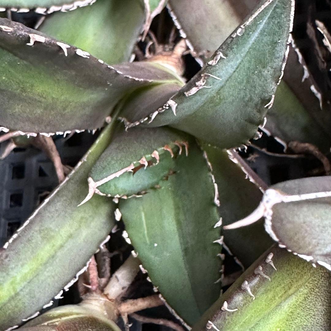 b*u様 2046アガベ チタノタ 海王 極上株 強棘 狂棘 白棘 25株同梱