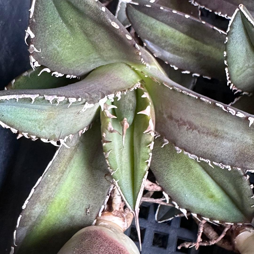 b*u様 2046アガベ チタノタ 海王 極上株 強棘 狂棘 白棘 25株同梱