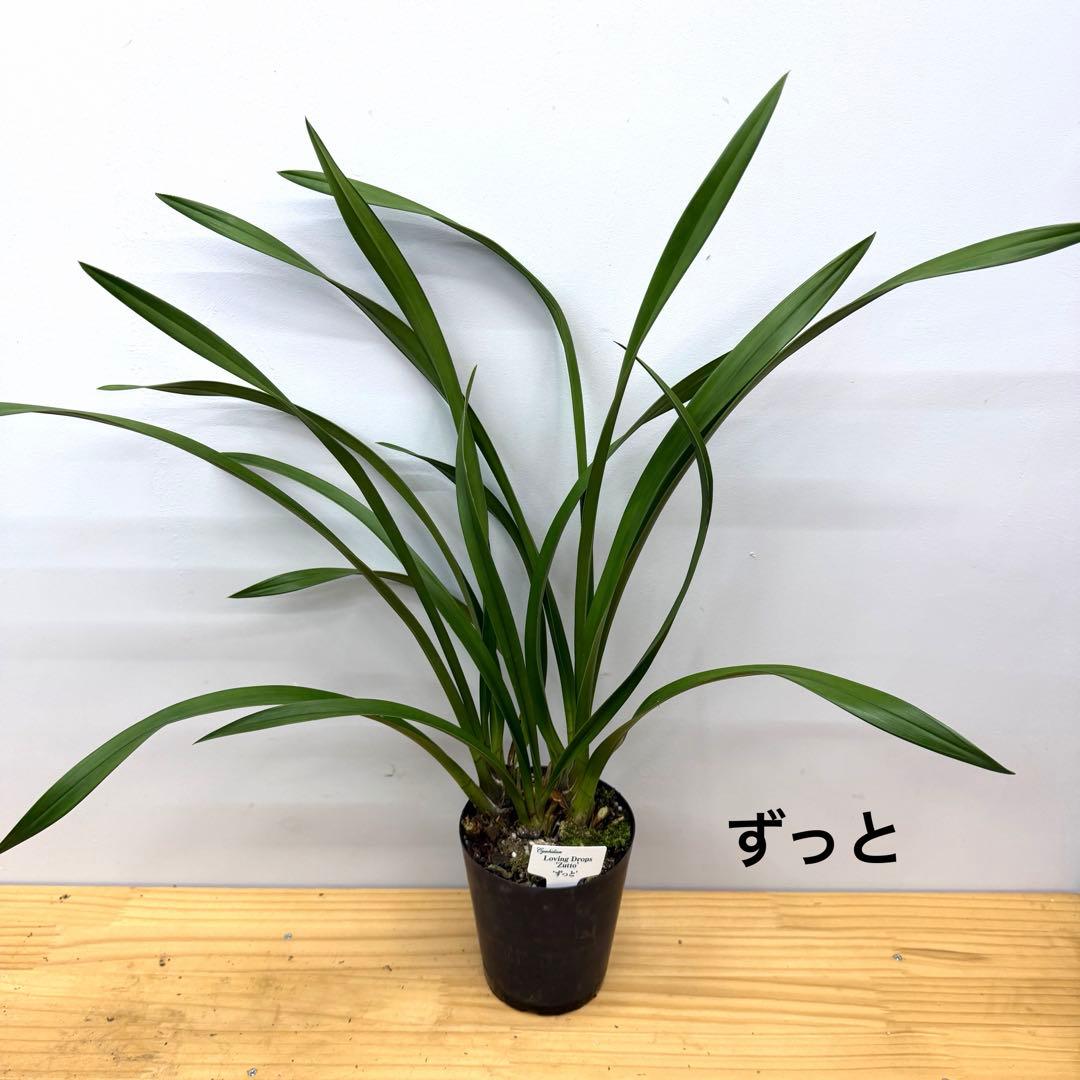 テーブルシンビジウム　3セット