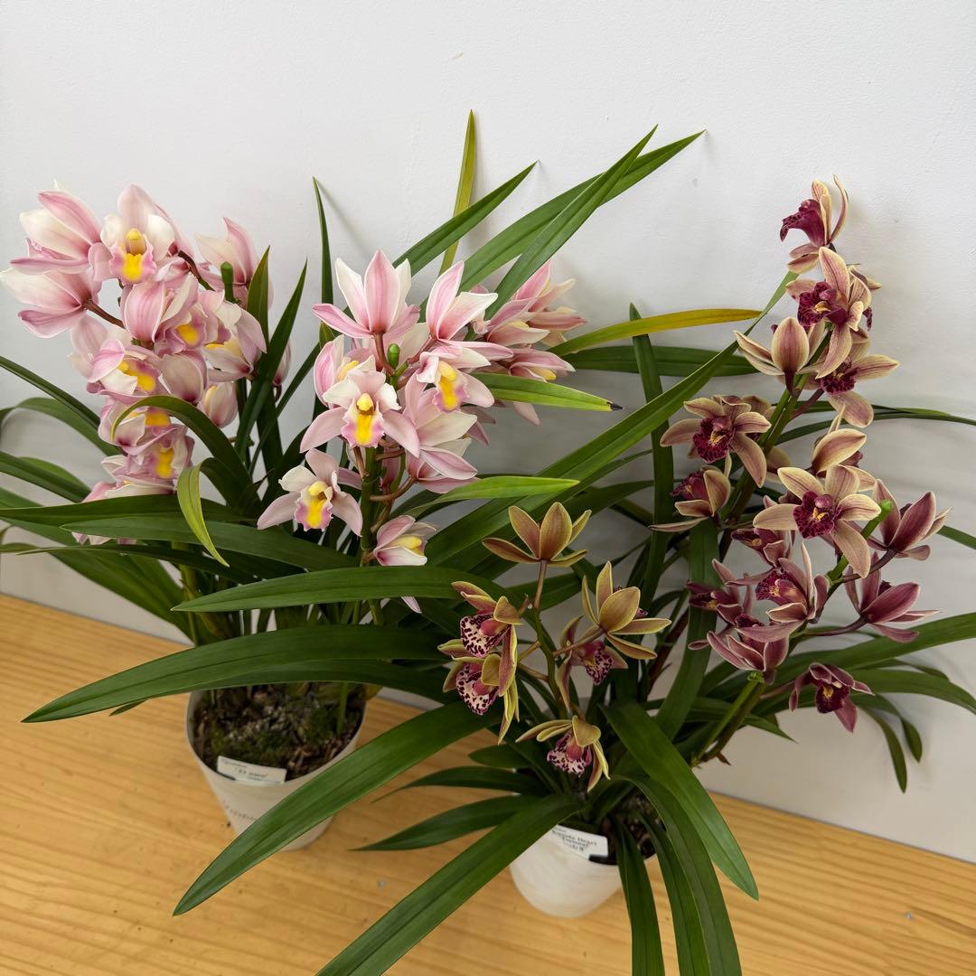 テーブルシンビジウム　3セット