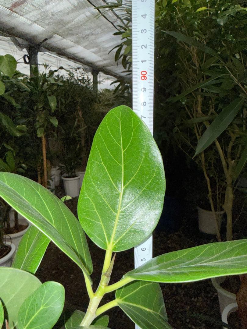 【特級品】フィカス ベンガレンシス 曲がり仕立て 幹太 6号鉢 特大極上株