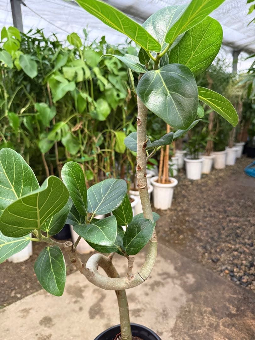 【特級品】フィカス ベンガレンシス 曲がり仕立て 幹太 6号鉢 特大極上株