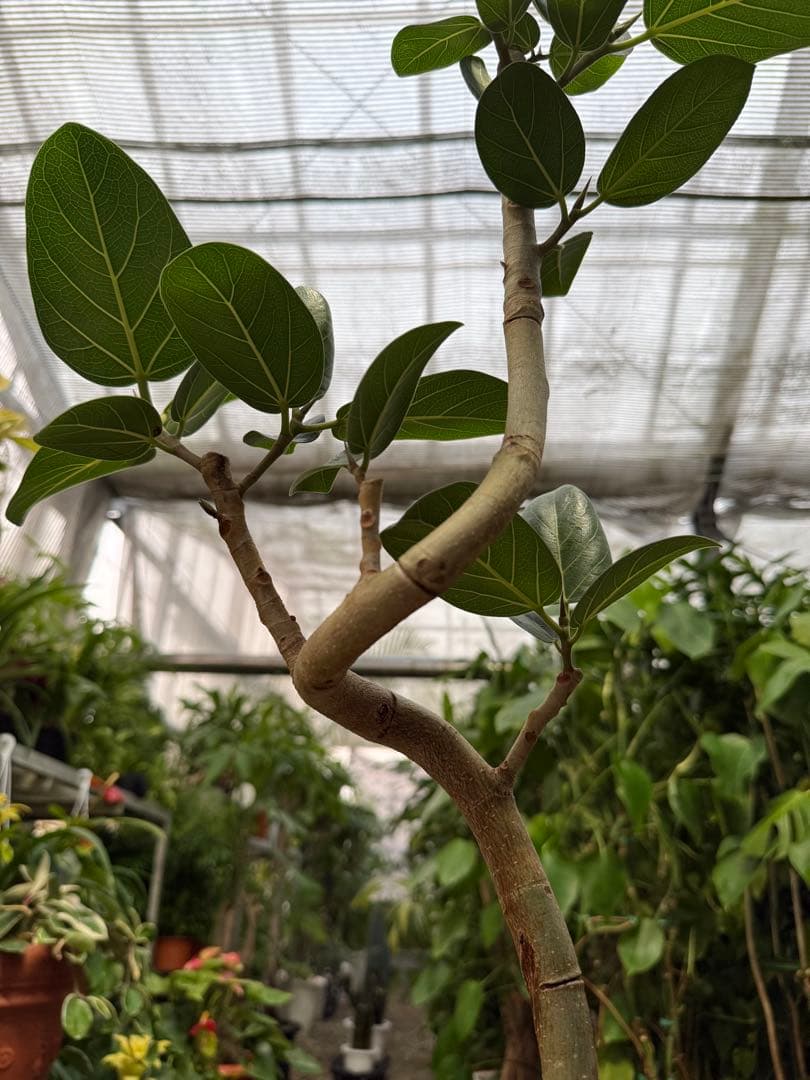 【特級品】フィカス ベンガレンシス 曲がり仕立て 幹太 6号鉢 特大極上株