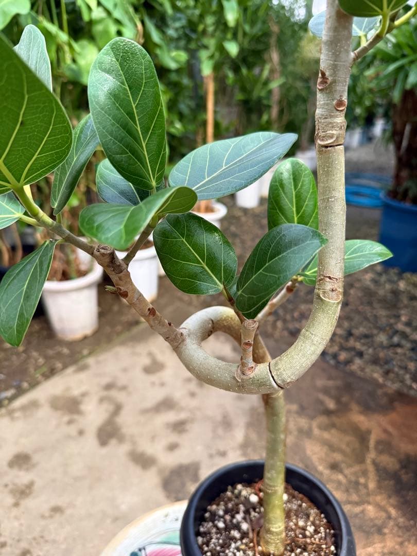 【特級品】フィカス ベンガレンシス 曲がり仕立て 幹太 6号鉢 特大極上株