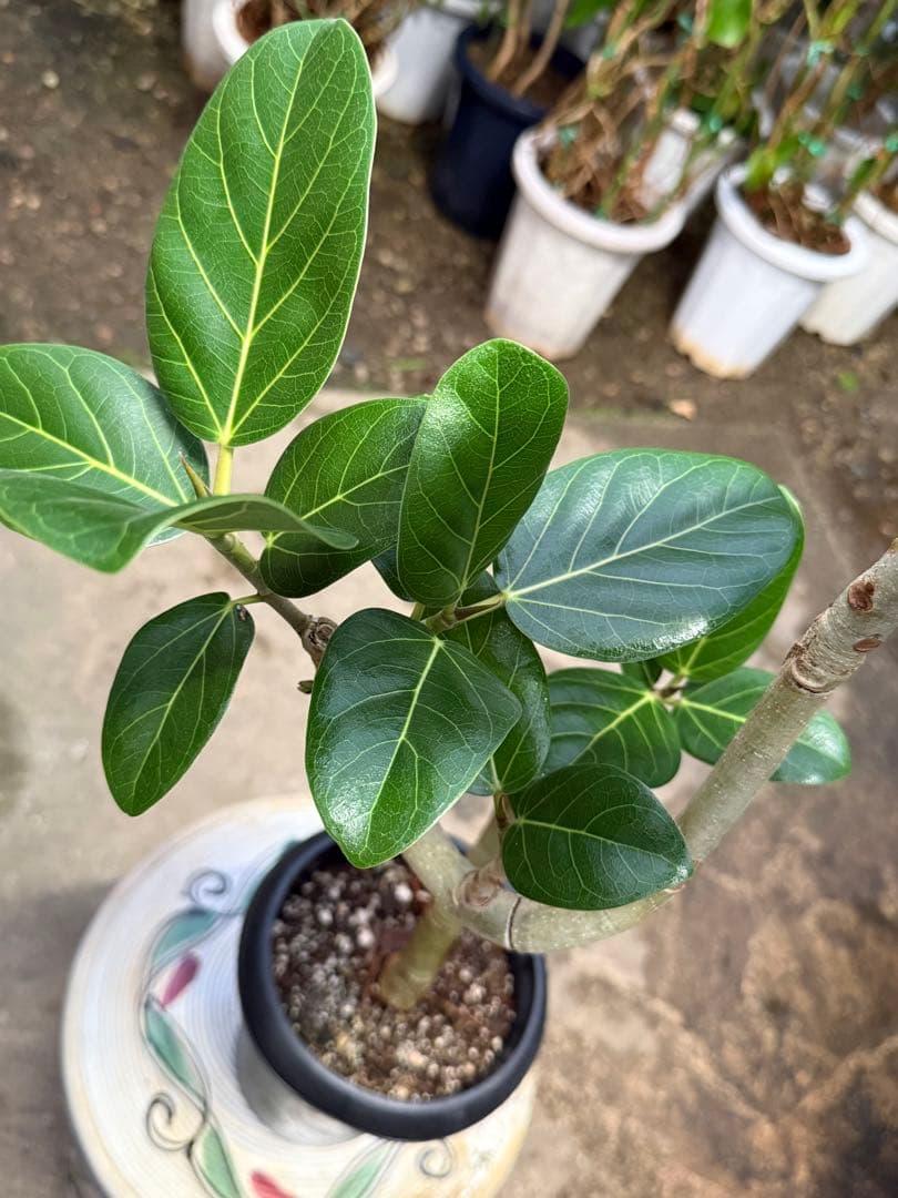 【特級品】フィカス ベンガレンシス 曲がり仕立て 幹太 6号鉢 特大極上株