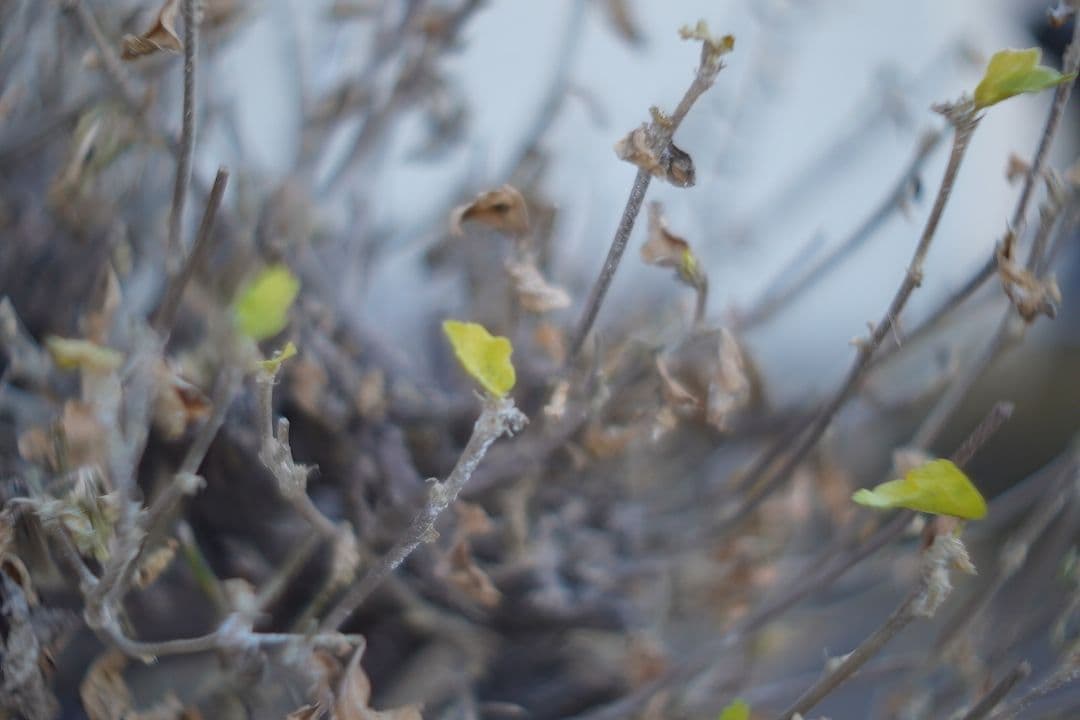 レンズ(単焦点) 069_Super Night Hawk 1 inch F0.95 Cmount