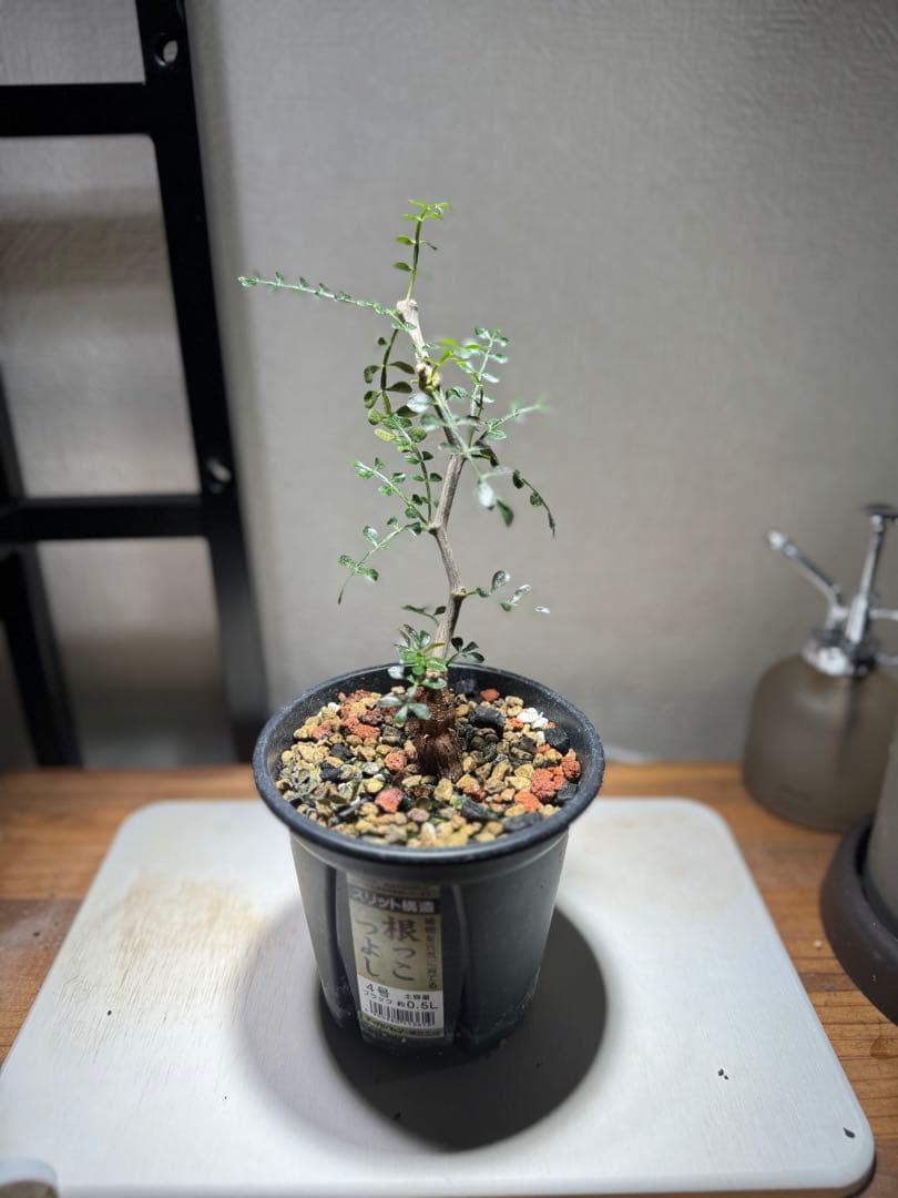 オペルクカリアパキプス　パワータンク　挿木