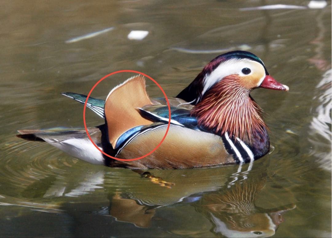 オシドリ 銀杏羽 天然鳥 羽根 コレクション