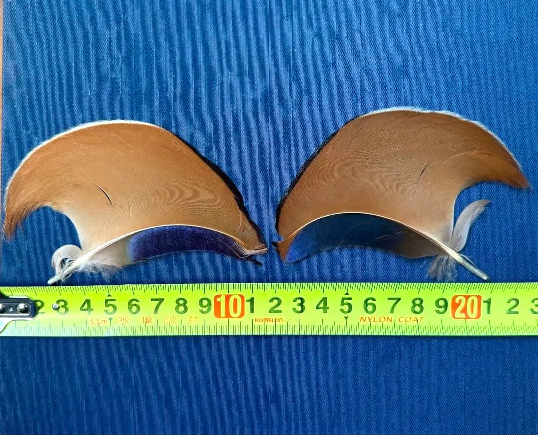 オシドリ 銀杏羽 天然鳥 羽根 コレクション