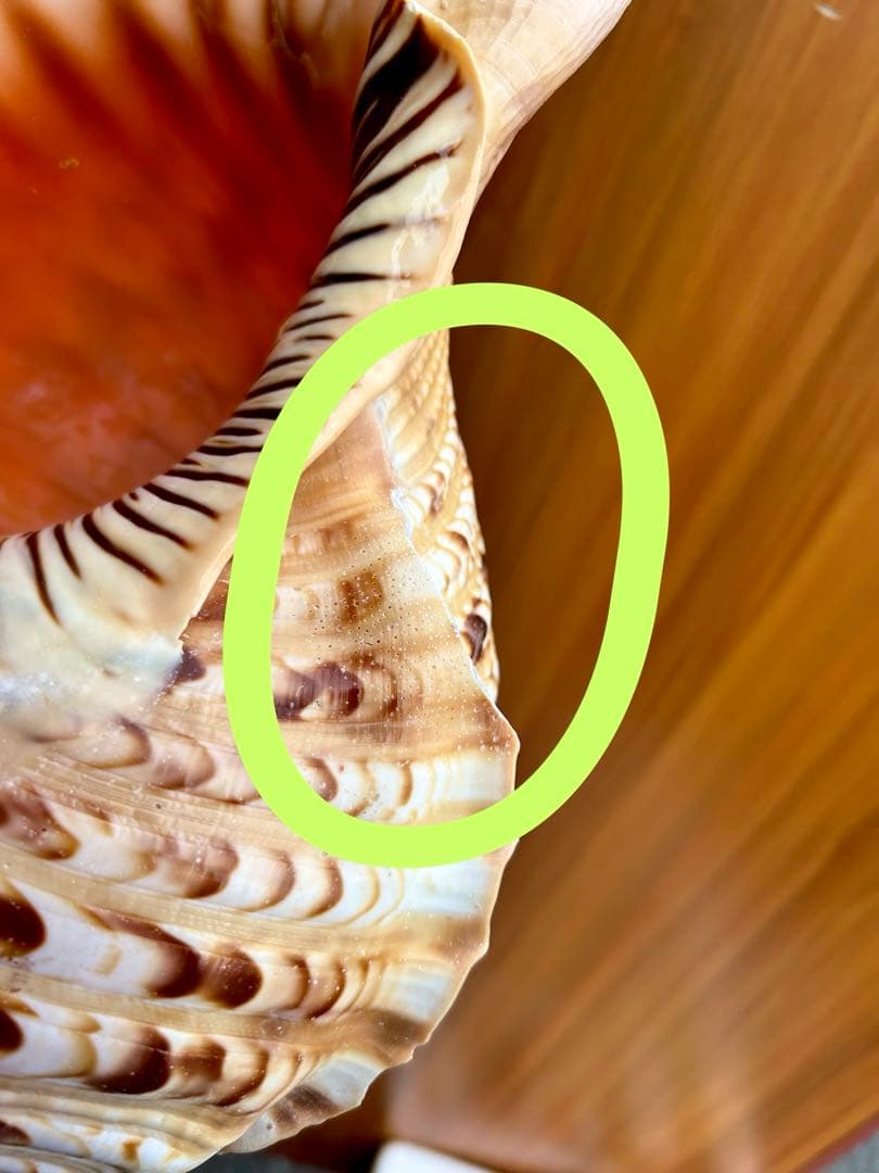 特大37.２ cm 法螺貝