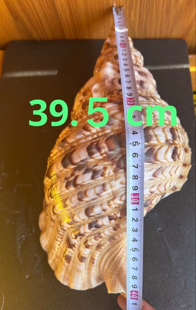 特大37.２ cm 法螺貝