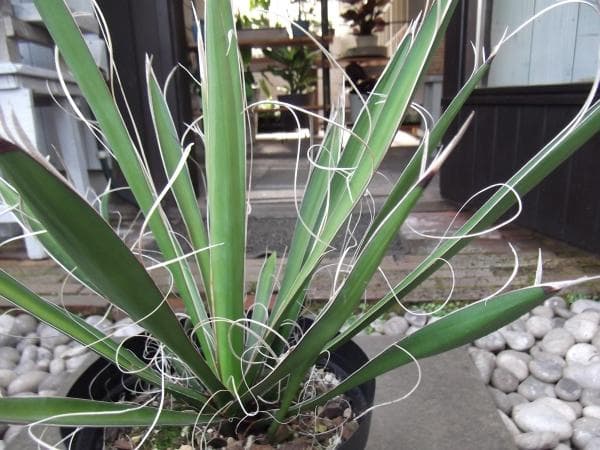 現物「ユッカ・カルネロサーナ」７号　Yucca carnerosana