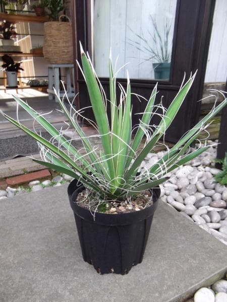 現物「ユッカ・カルネロサーナ」７号　Yucca carnerosana