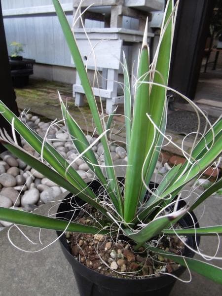 現物「ユッカ・カルネロサーナ」７号　Yucca carnerosana
