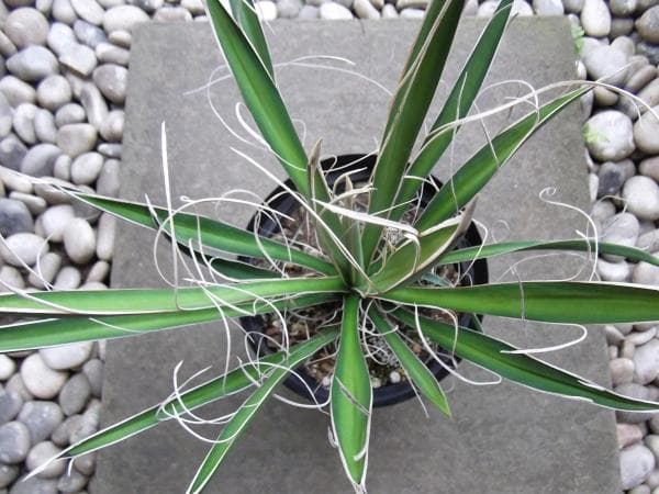 現物「ユッカ・カルネロサーナ」７号　Yucca carnerosana