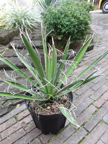 現物「ユッカ・カルネロサーナ」７号　Yucca carnerosana
