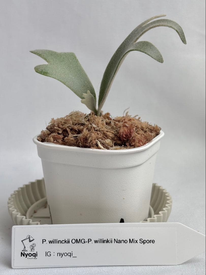 【第四種郵便】P. willinckii OMG × Nano spore【55