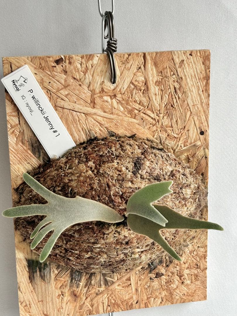 P. Willinckii Jenny #1 (TC)【63】